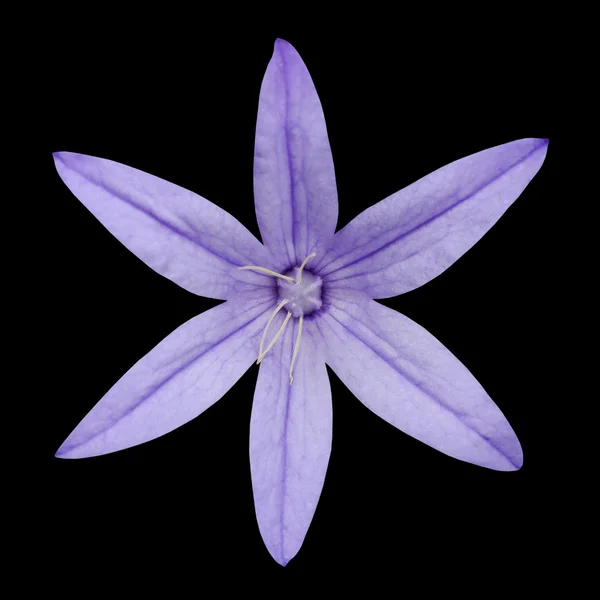 Macro de flor de seis pétalas roxas isolado em preto — Fotografia de Stock