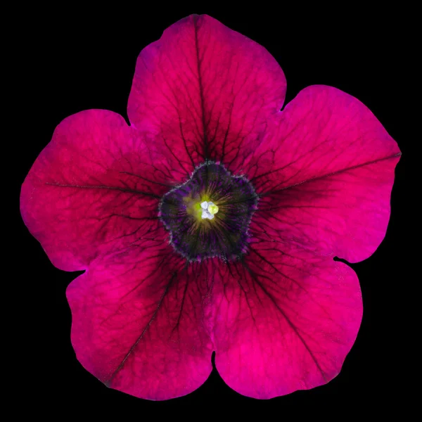 Viola mattina gloria fiore isolato su nero — Foto Stock
