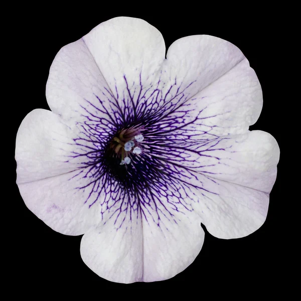Bianco mattina gloria fiore con viola centro isolato — Foto Stock