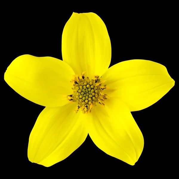 Yellow Wild Flower with Five Petals Isolated on Black — Stock Photo, Image