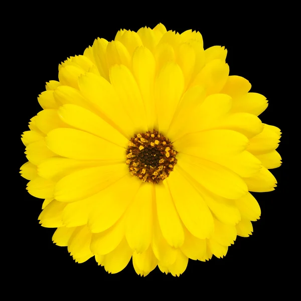 Jeden kwitnących kwiatów nagietka żółty na białym tle — Zdjęcie stockowe