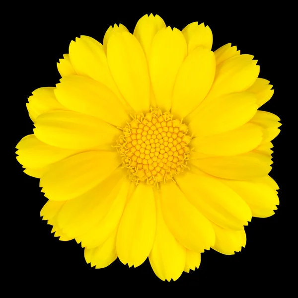 白で隔離される美しい黄色のデイジー — ストック写真