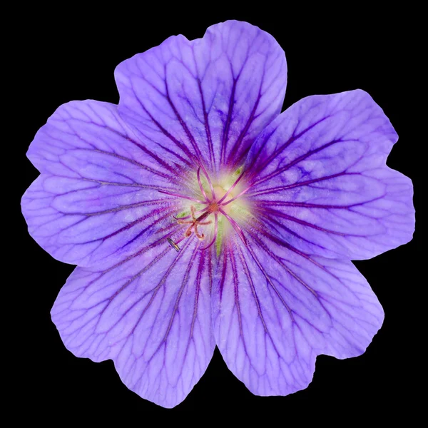 Piękny purpurowy kwiat geranium z na białym tle — Zdjęcie stockowe