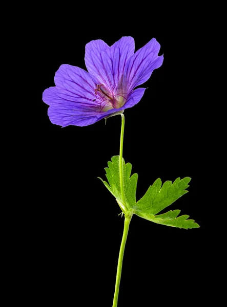 Whole Geranium Flower Isolated on Black — Stock Photo, Image