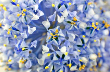 Ceanothus blue shrub flower Background clipart