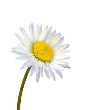 White common daisy flower isolated clipart