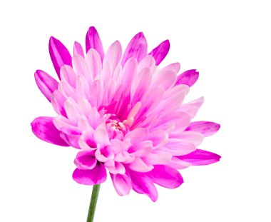 Pink chrysanthemum flower on green stick clipart