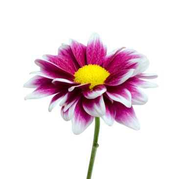 Purple Dahlia flower isolated on white clipart