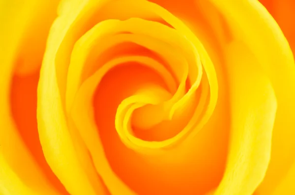 stock image Closeup of Yellow Rose Flower