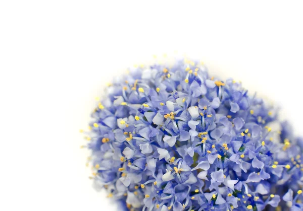 Ceanothus blå busblomst isolert på hvit – stockfoto