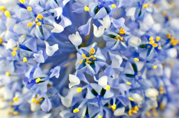 Ceanothus 푸른 관목 꽃 배경 — 스톡 사진