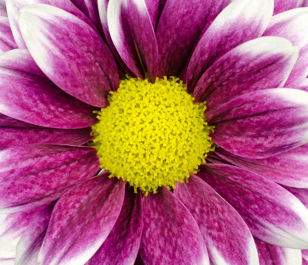 Macro de flor Dália roxo — Fotografia de Stock