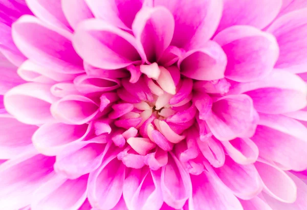 Макро розового цветка хризантемы — стоковое фото