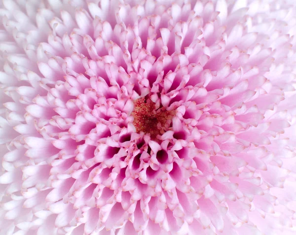 Fondo macro flor rosa — Foto de Stock