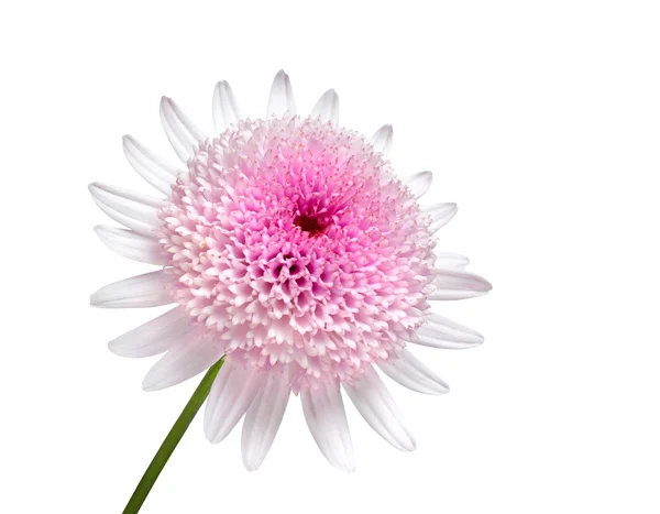 Różowy stokrotka z dużym centrum kwiat na białym tle — Zdjęcie stockowe