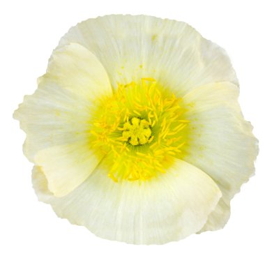 White Poppy Flower Macro Isolated on White clipart