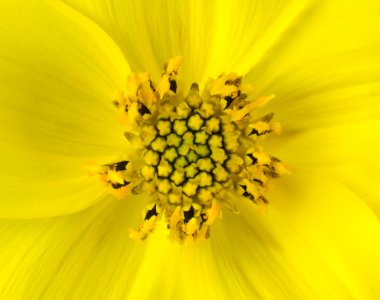 Sarı kadife çiçeği gerbera çiçek makro