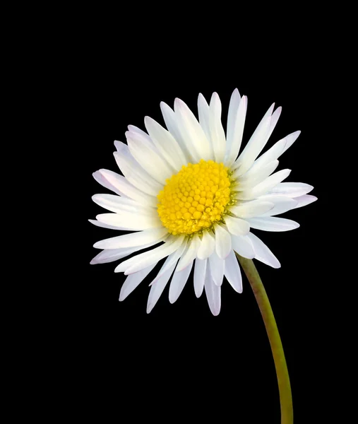 Izole siyah üzerine beyaz ortak papatya çiçek — Stok fotoğraf