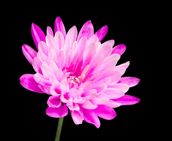 Pink chrysanthemum flower on green stick isolated on black — Stock Photo, Image