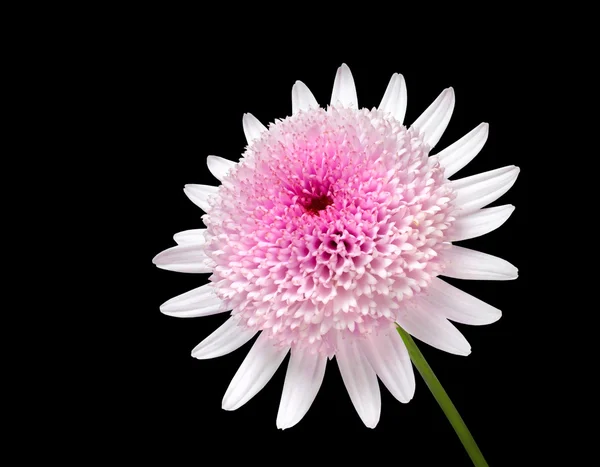 Roze daisy met grote centrum bloem geïsoleerd op zwart — Stockfoto
