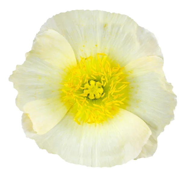 Vit vallmo blomma makro isolerad på vit — Stockfoto