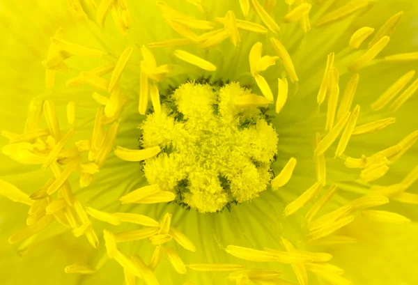 Ultra macro van gele poppy bloem center — Stockfoto