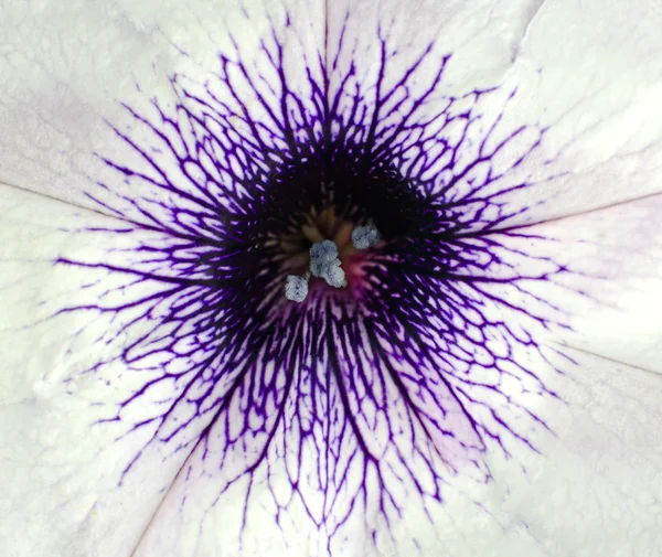 stock image White Morning Glory flower macro background