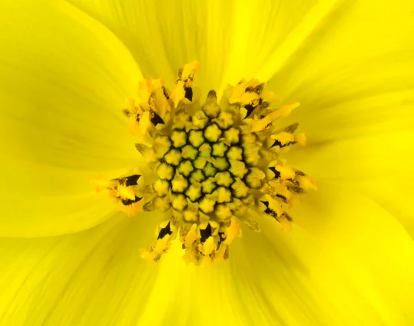 Yellow Marigold Gerbera Flower Macro — Stock Photo, Image