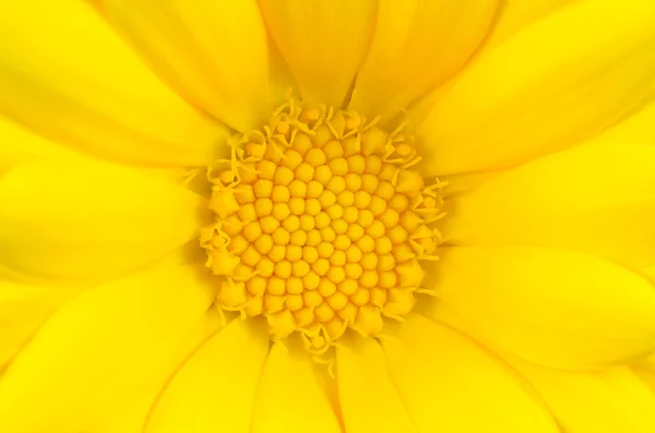 Желтая ромашка цветок подробно макрофон — стоковое фото