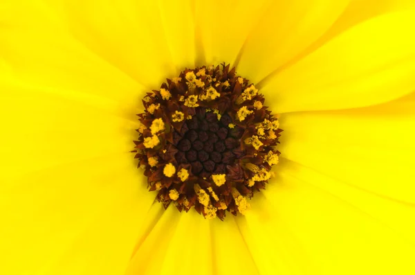 黄色的万寿菊花卉与棕色中心宏 — 图库照片