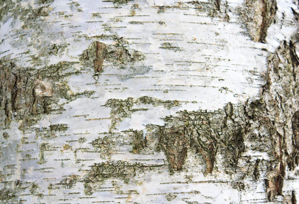Background of birch bark