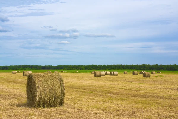 stock image Harvest background