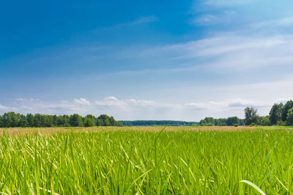 Groen gras in de weide tegen de blauwe hemel — Stockfoto