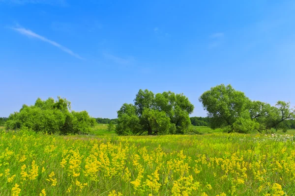 Louka s květy proti modré obloze — Stock fotografie