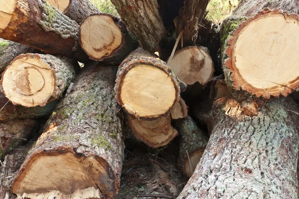 Un sacco di legname segato — Foto Stock