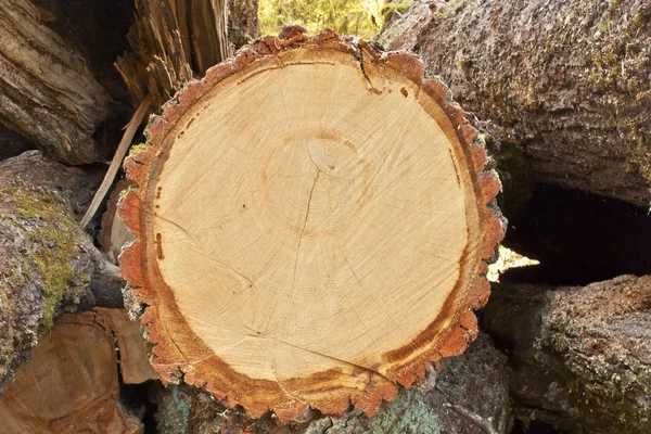 Um log close-up — Fotografia de Stock