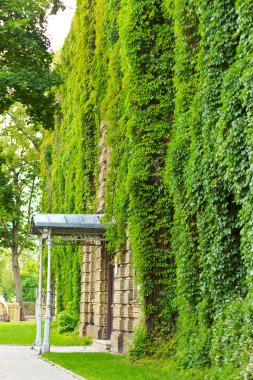 Old building covered with foliage clipart