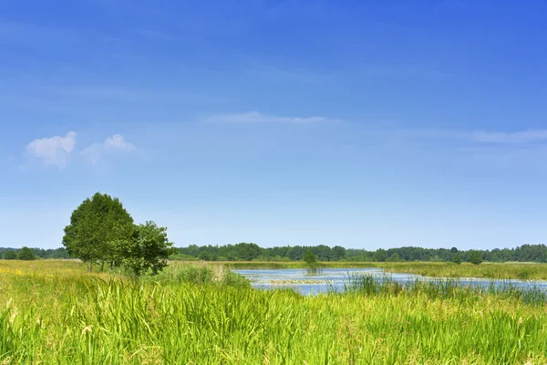 Jezero na zelené louce — Stock fotografie