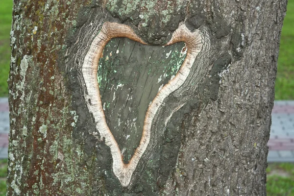 Pattern in the shape of a heart on a tree — Stock Photo, Image
