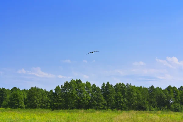 Ein Vogel fliegt über den Wald — Stockfoto