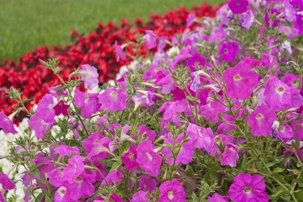 stock image Beautiful wildflowers