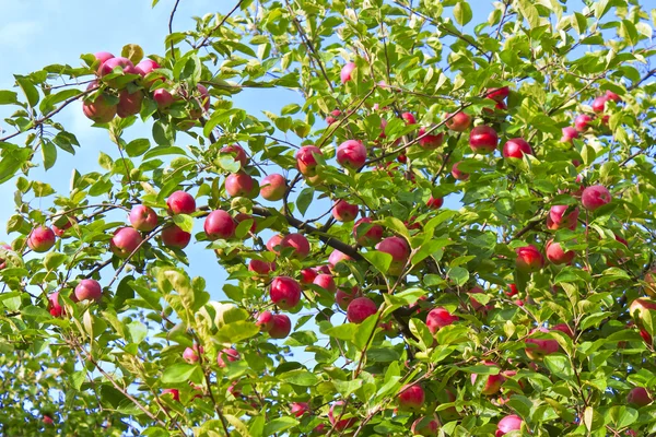 stock image Ripe apples on a tree