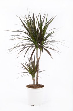 Dracena