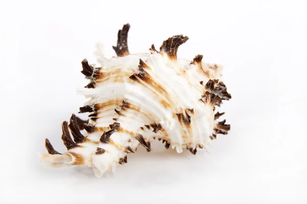 Concha marinha — Fotografia de Stock