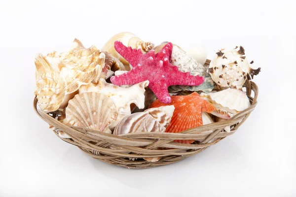 Stock image Seashells