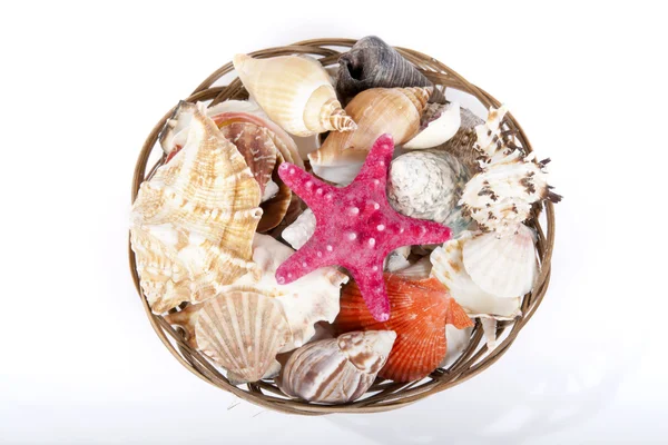 stock image Seashells