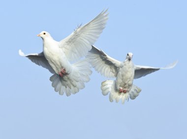 White dove in free flight under blue sky clipart