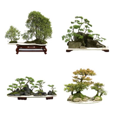 ardıç bonsai