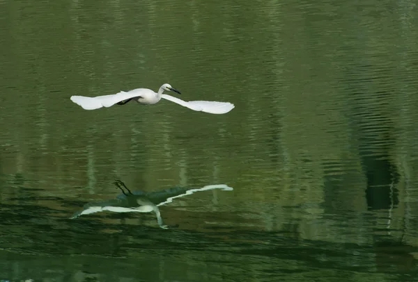白鹭扩展它在飞行中的翅膀 — 图库照片