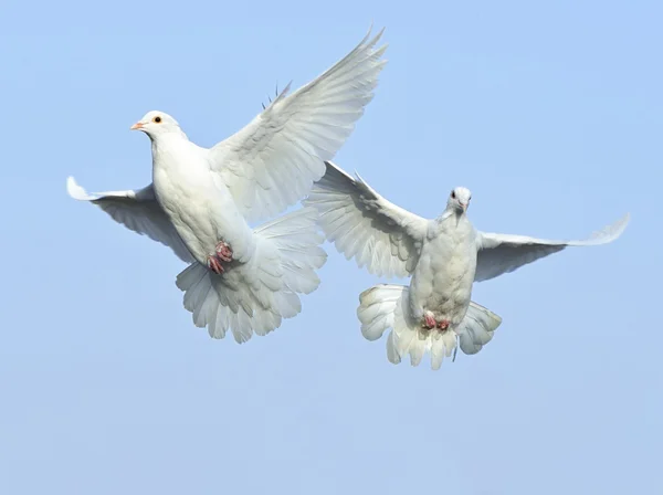 白色的鸽子在蓝蓝的天空下自由飞行 — 图库照片